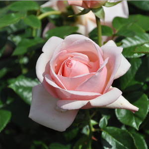 Rosa  Aphrodite® - różowy  - róża nostalgie